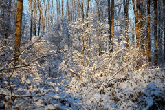 Au-Winter_DSC5818