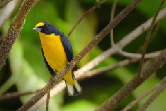 Auyellow-throated-euphonia2